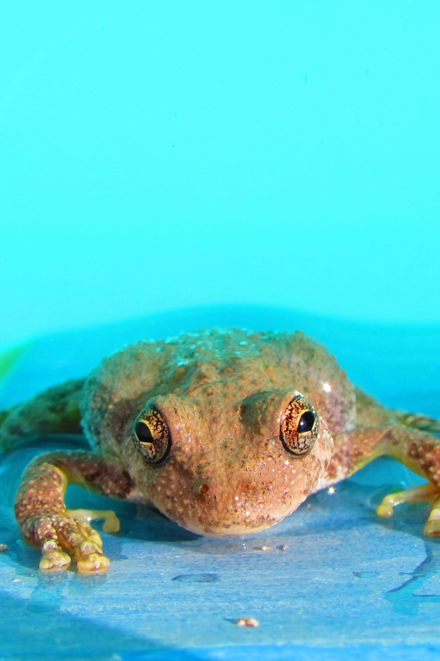 Лягушка в голубой воде