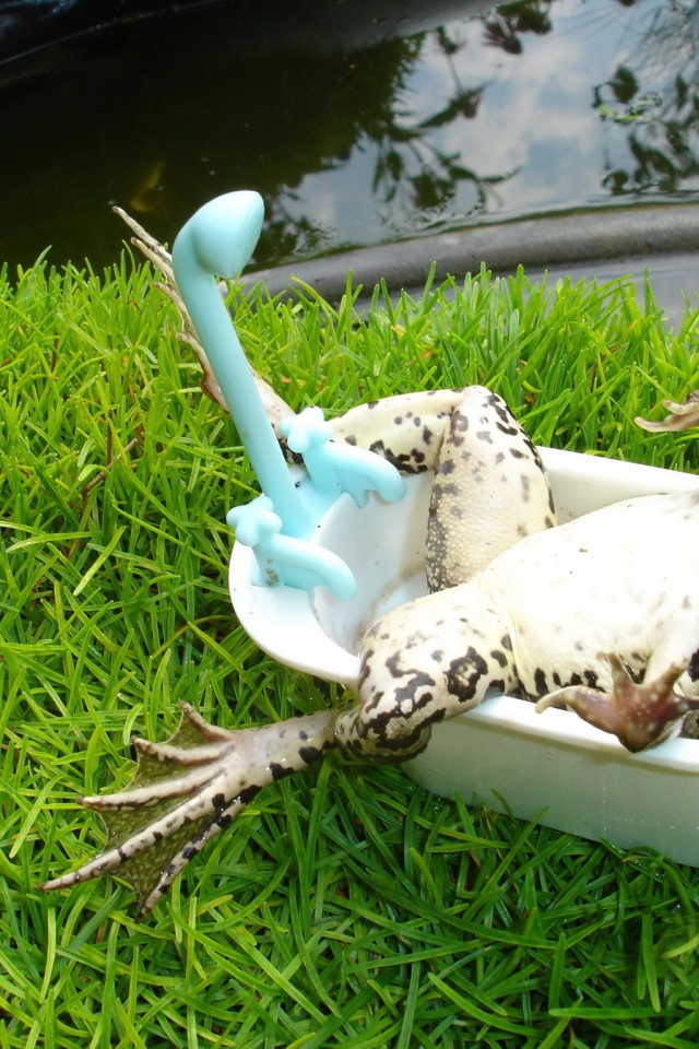 Лягушка лежит в ванной