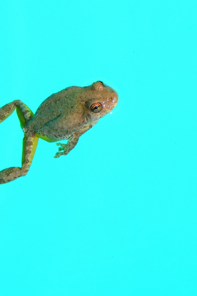 Лягушка на голубом фоне