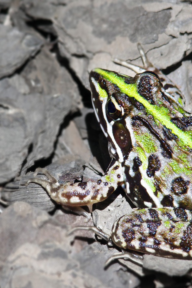 Лягушка на серых камнях