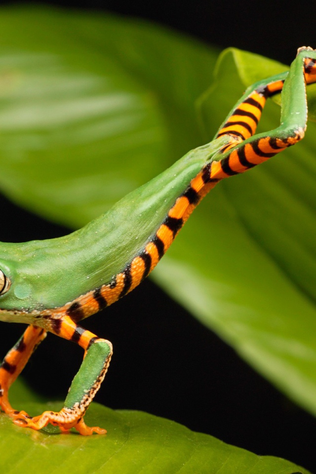 Лягушка стоит на двух листьях