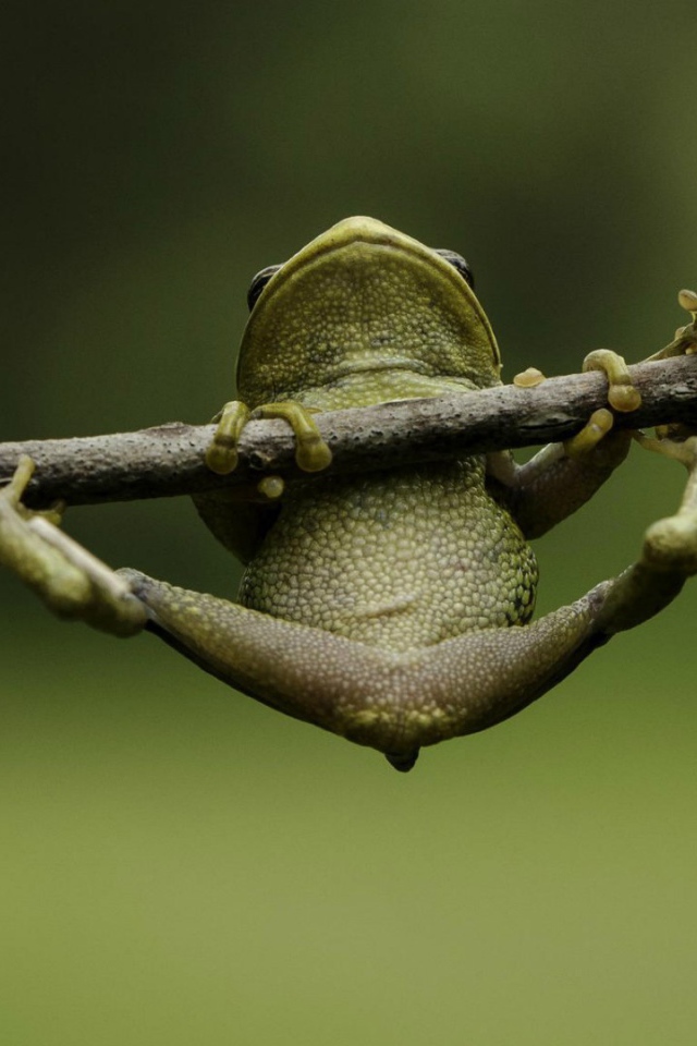 Лягушка пытается удержаться на ветке