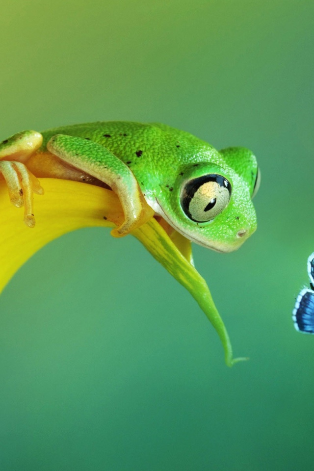 Лягушка хочет съесть бабочку