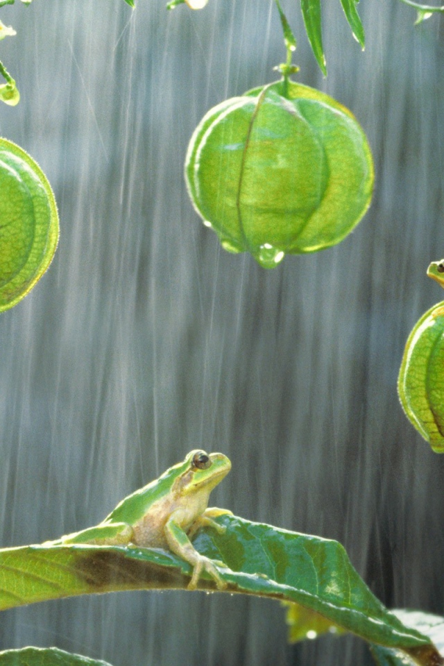 Лягушки на растениях под дождем