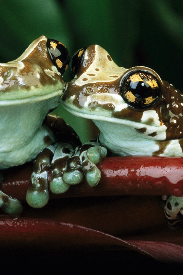 Лягушки с желтыми пятнами на глазах