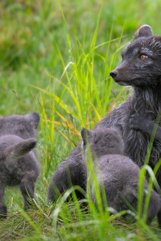 Забавные зверьки играют в траве