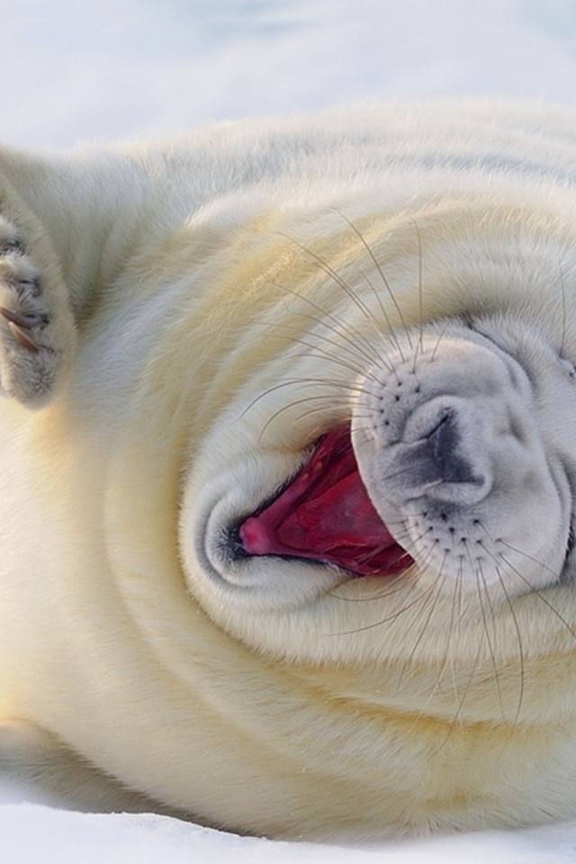 Забавный белый тюлень