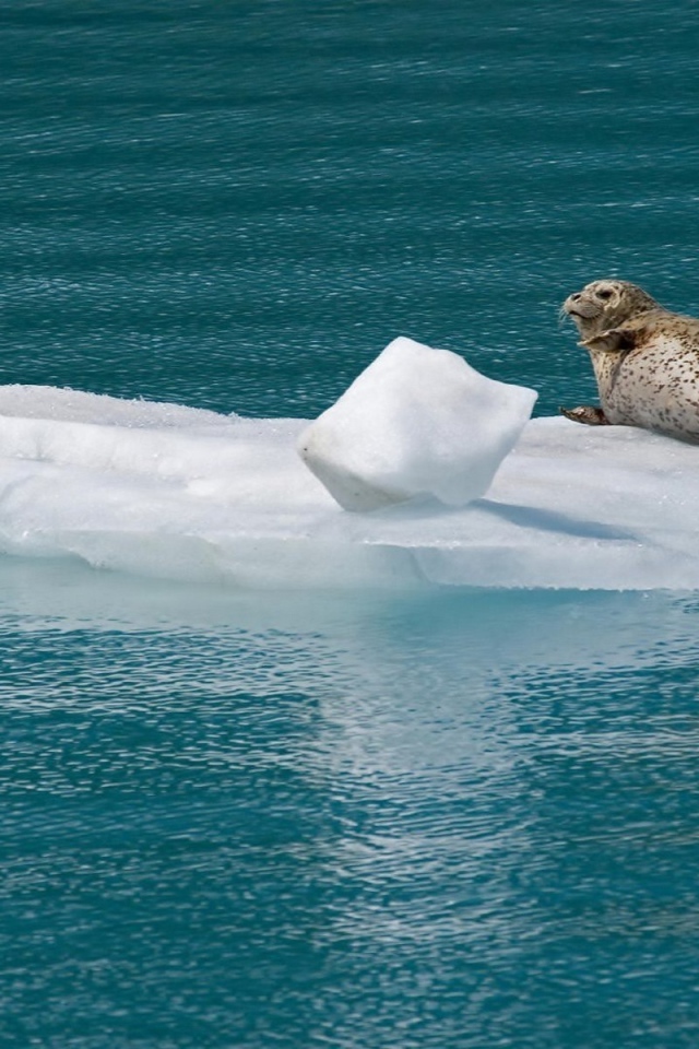 Морской котик на льдине
