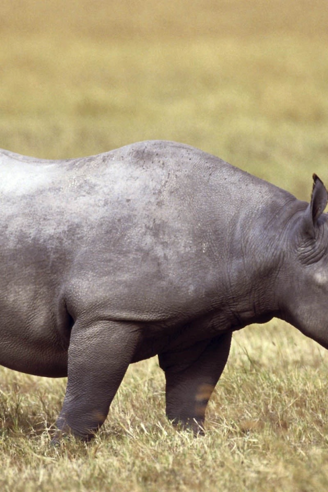 Серый носорог на поле с сухой травой