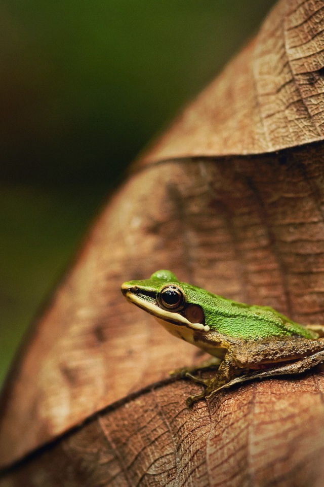 Зеленая лягушка на коричневом листе