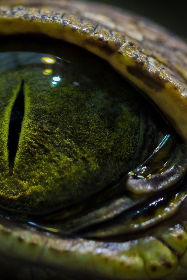 Зеленый глаз крокодила