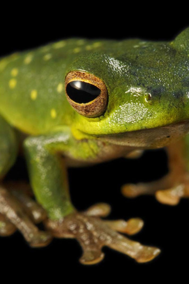 Зеленая лягушка сидит на черной поверхности