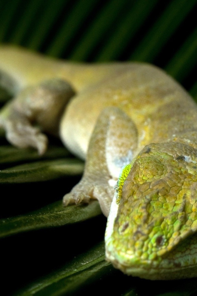 Зеленая ящерица спит на большом листе