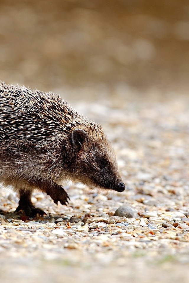 Ежик идет по своим делам
