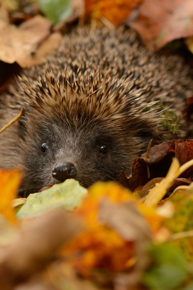 Еж прячется в листьях