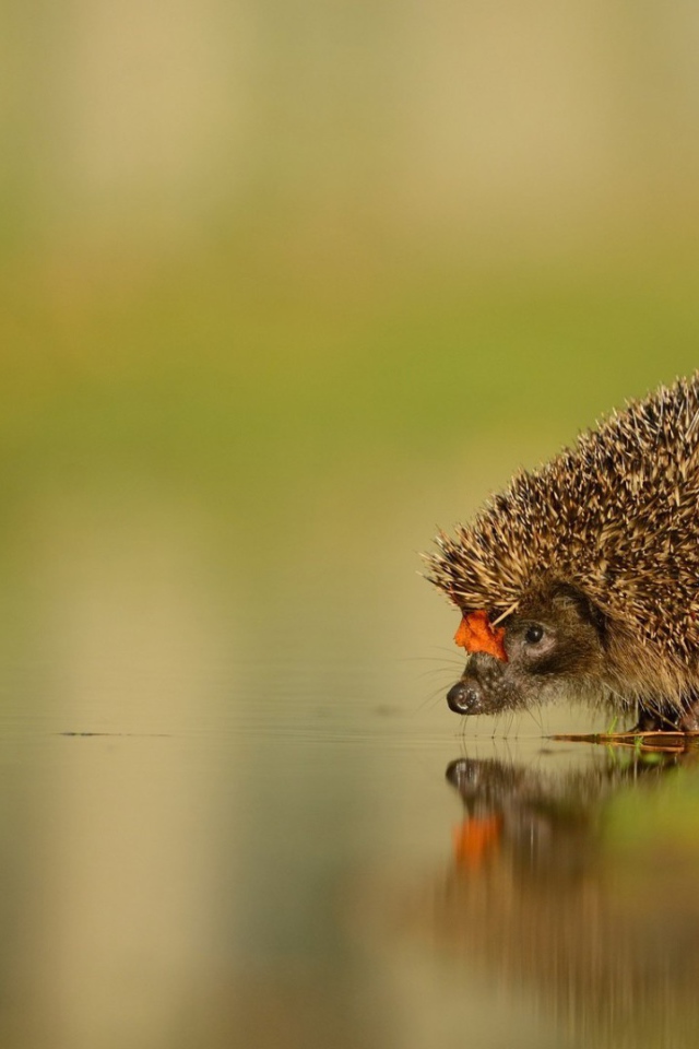 Ежик у воды на водопое