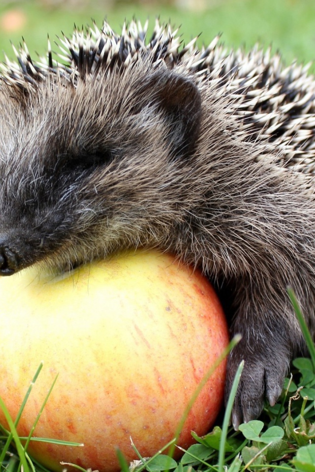 Ежик сидит на яблоках