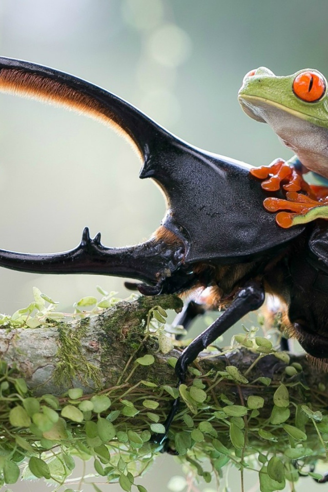 Лягушка оседлала рогатого жука