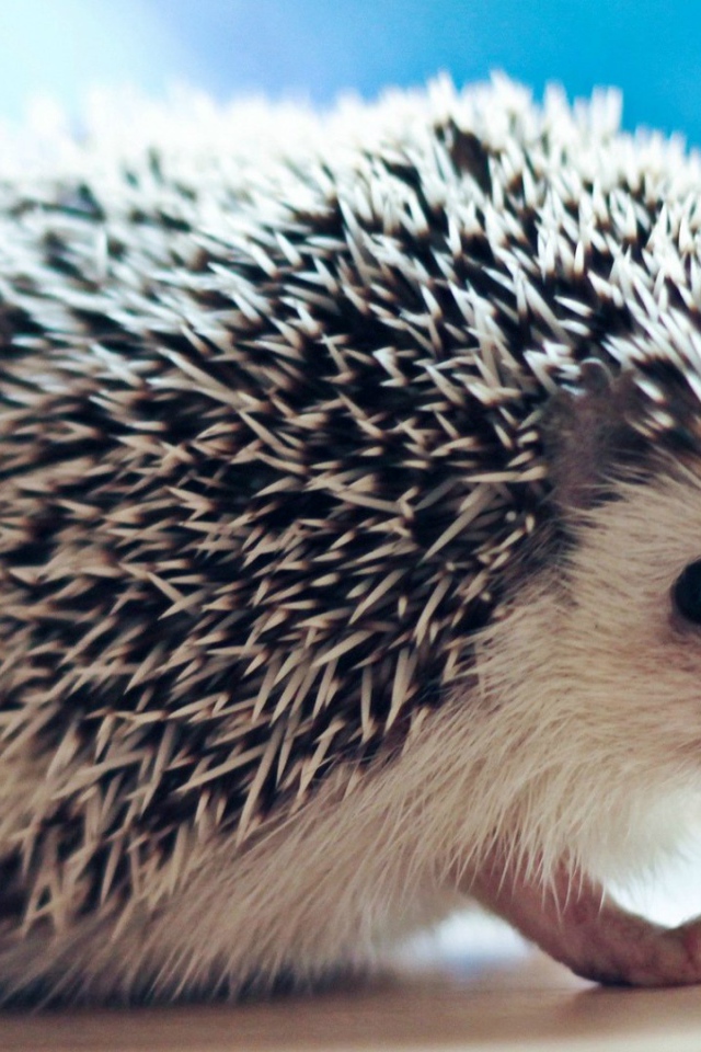 Плохо быть ёжиком, никто не погладит