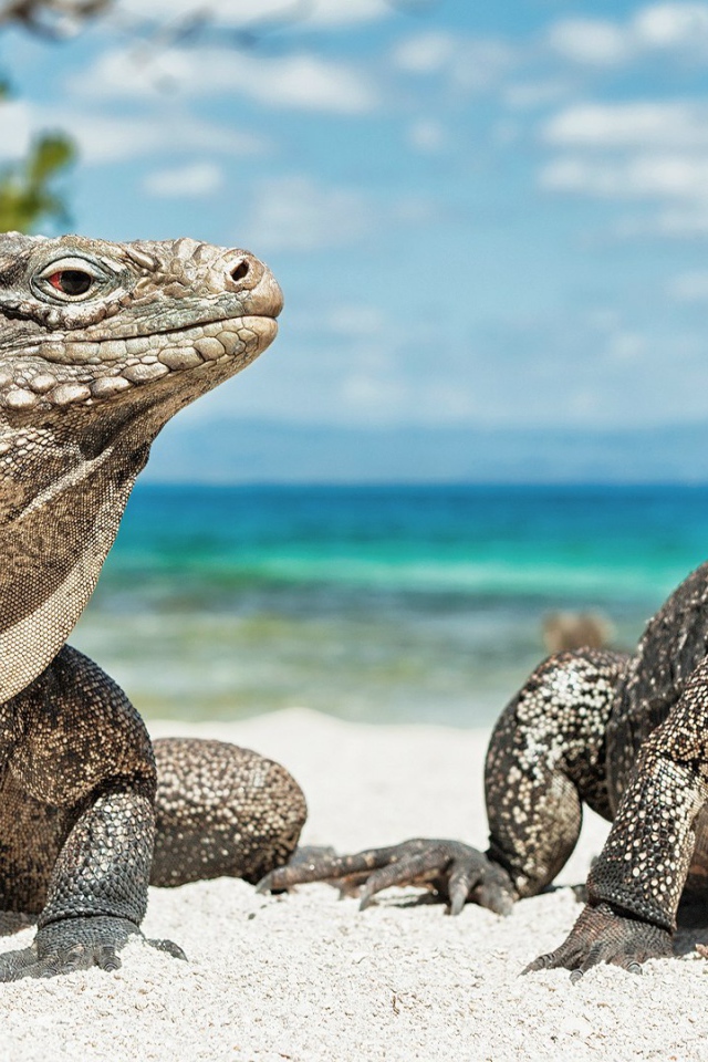 Игуаны на берегу моря