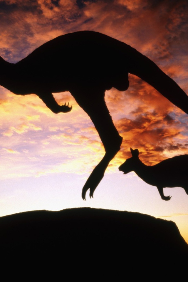 Кенгуру прыгают на фоне вечернего неба