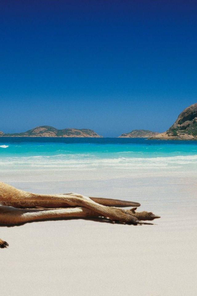 Кенгуру лежит на пляже