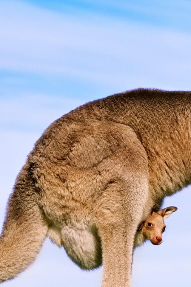 Кенгуру с детенышем в сумке