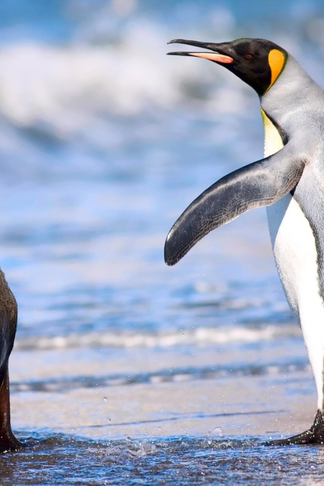 Кергеленский морской котик и королевский пингвин