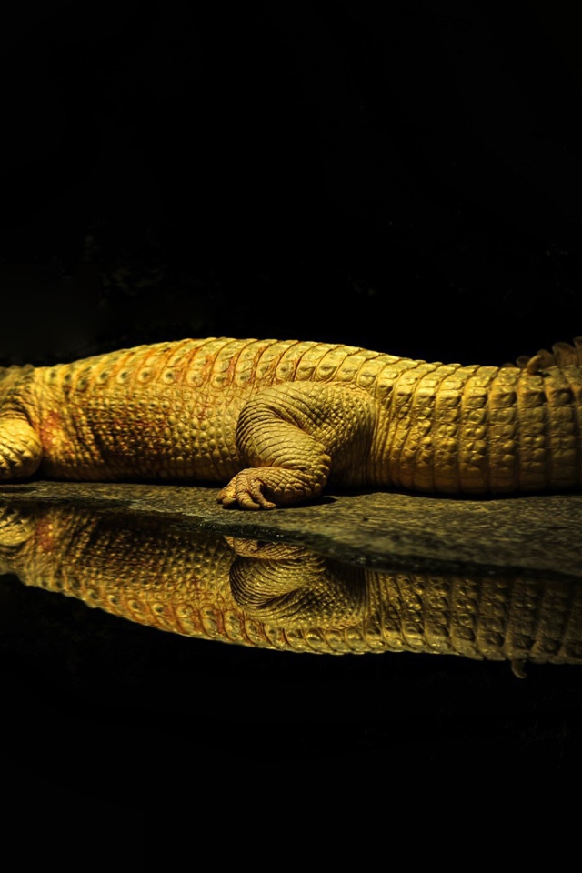 Фонарь освещает крокодила