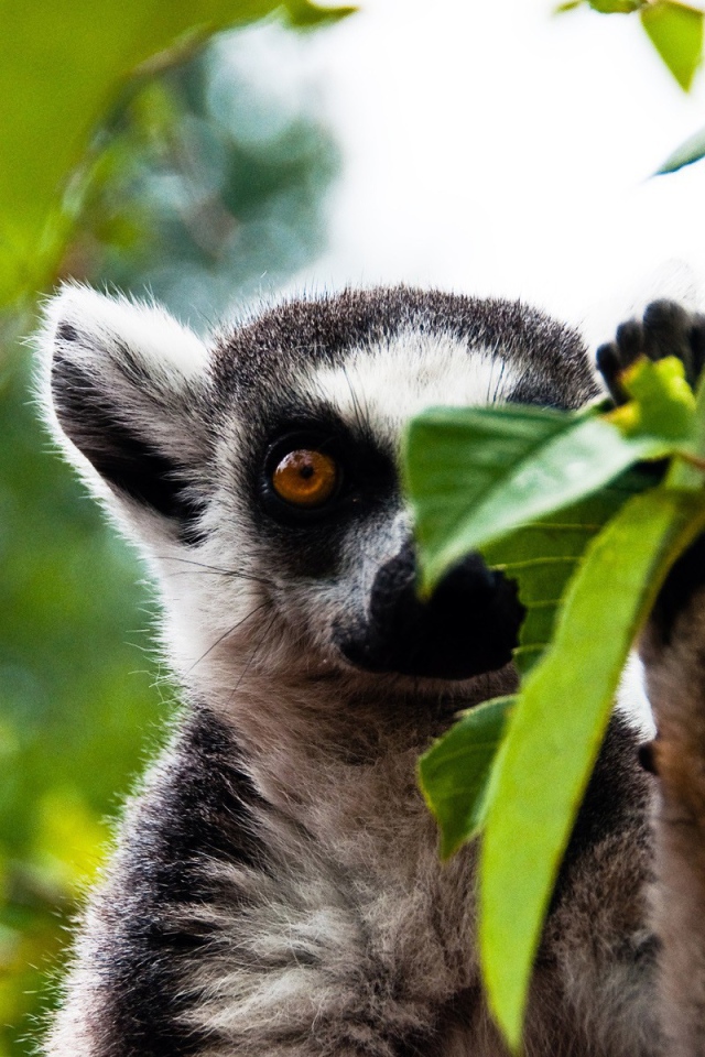 Лемур прячется за листиком