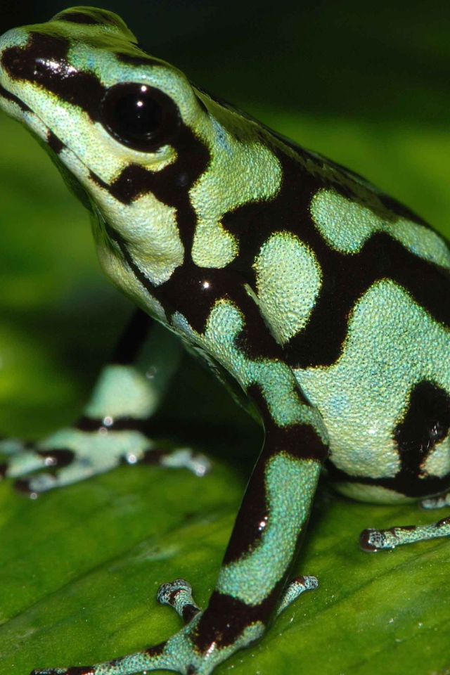 Светло зеленая лягушка с черными пятнами