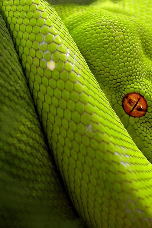Светло зеленая змея с оранжевыми глазами