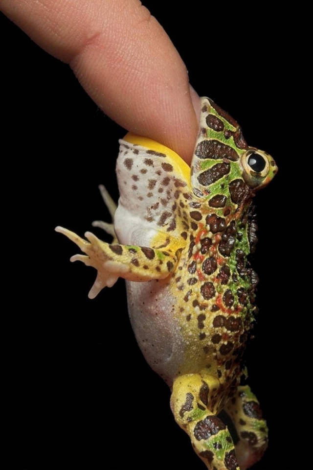 Маленькая лягушка на пальце