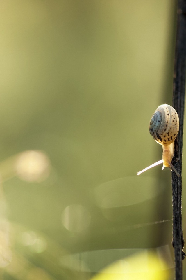 Маленькая улитка ползет вниз по черной ветке
