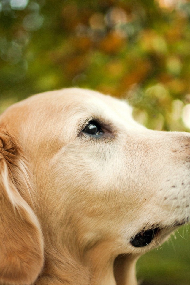 Бабочка монарх на носу собаки