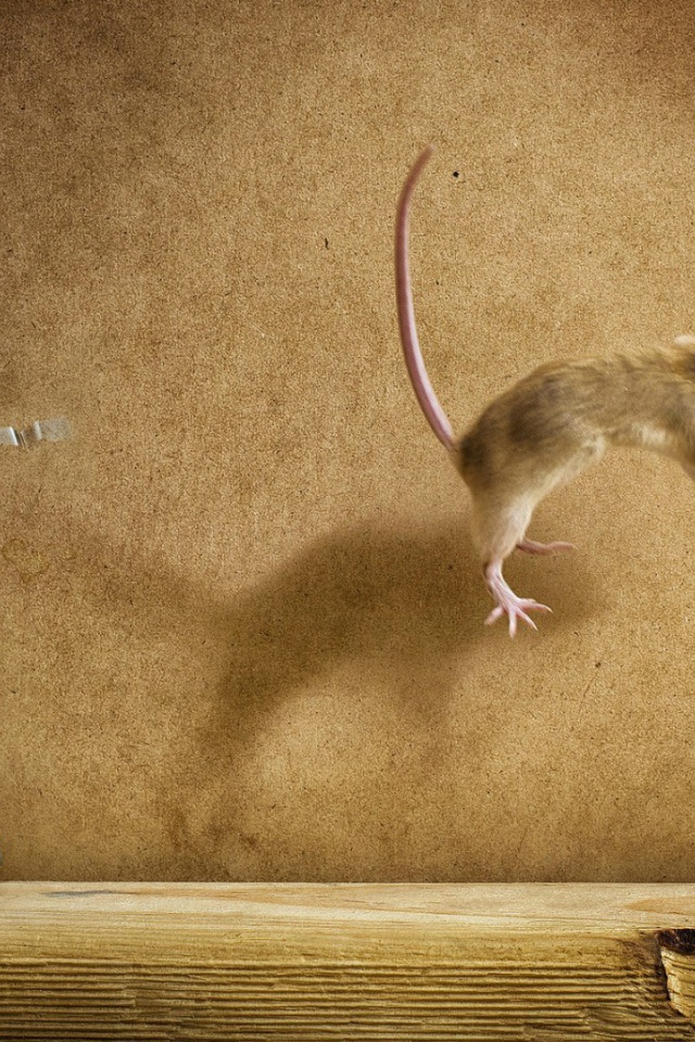 Мышка украла сыр из мышеловки