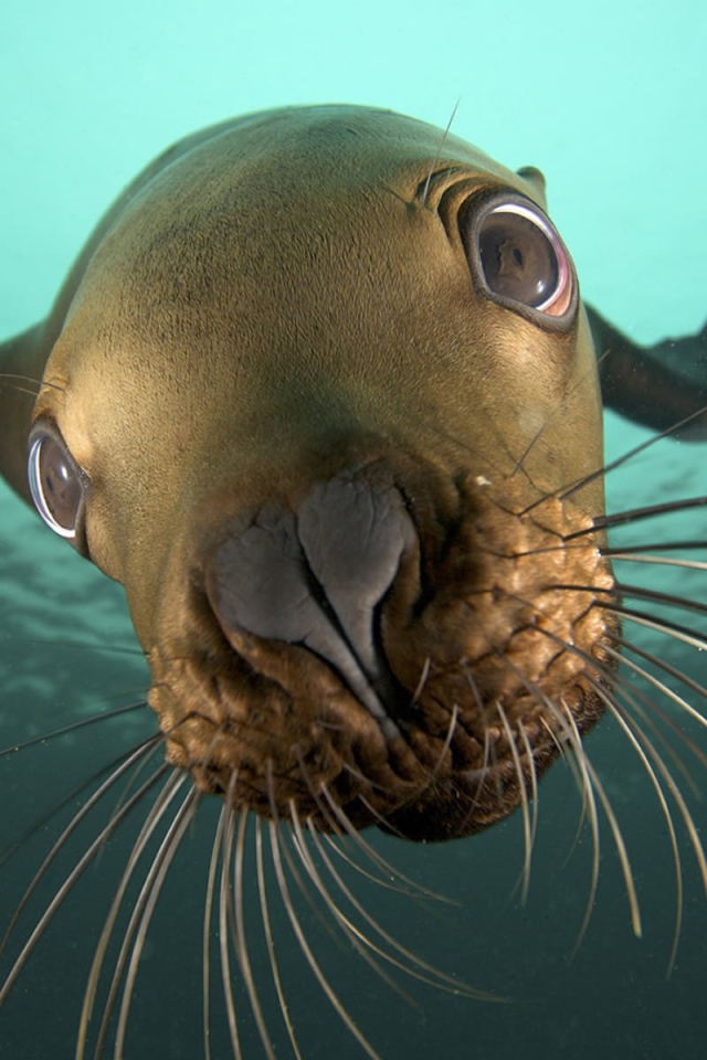 Усатый морж под водой