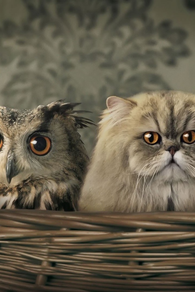 Сова среди котов