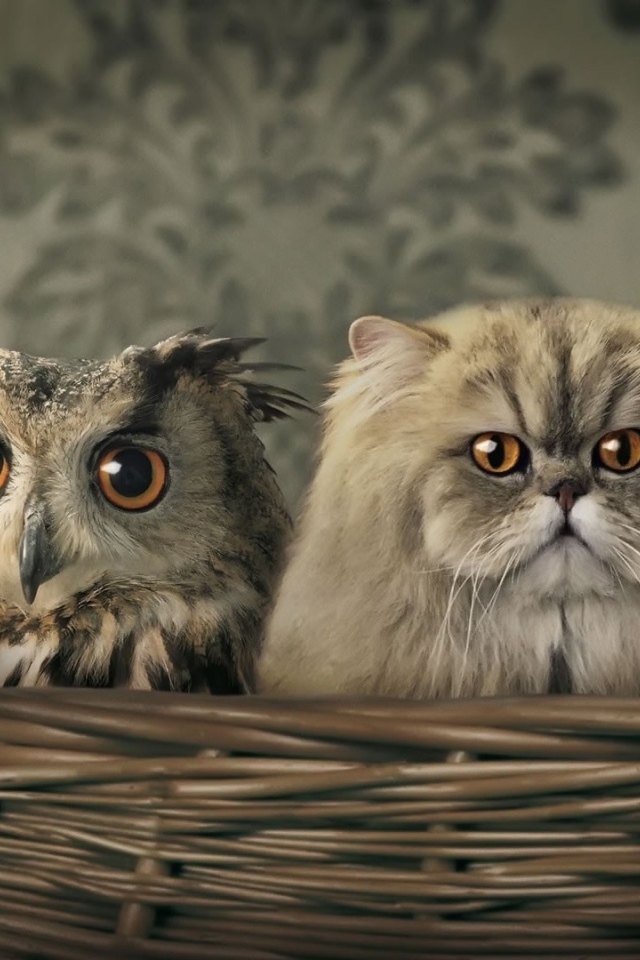 Сова спряталась среди котов в корзине
