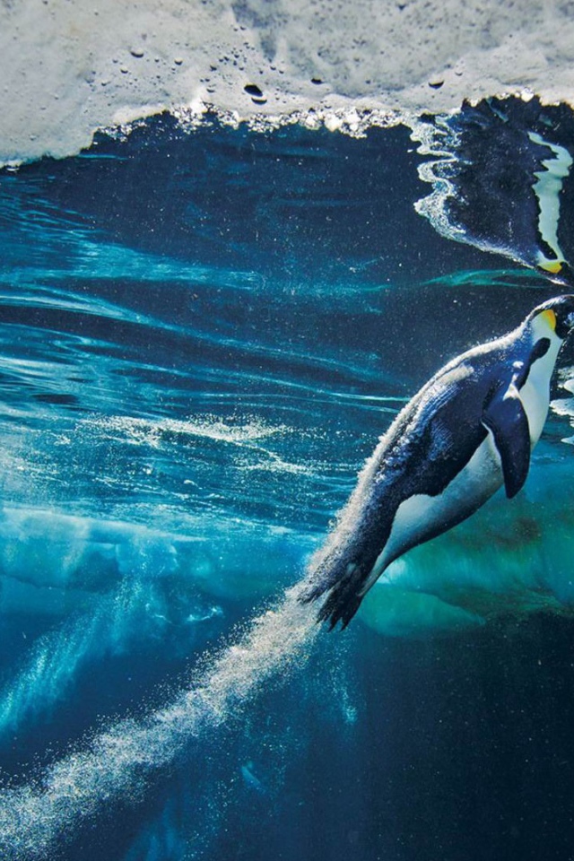 Пингвин плывет к поверхности воды