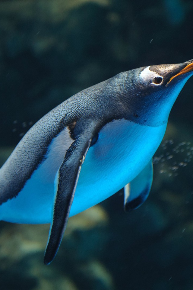 Пингвин плывет в воде