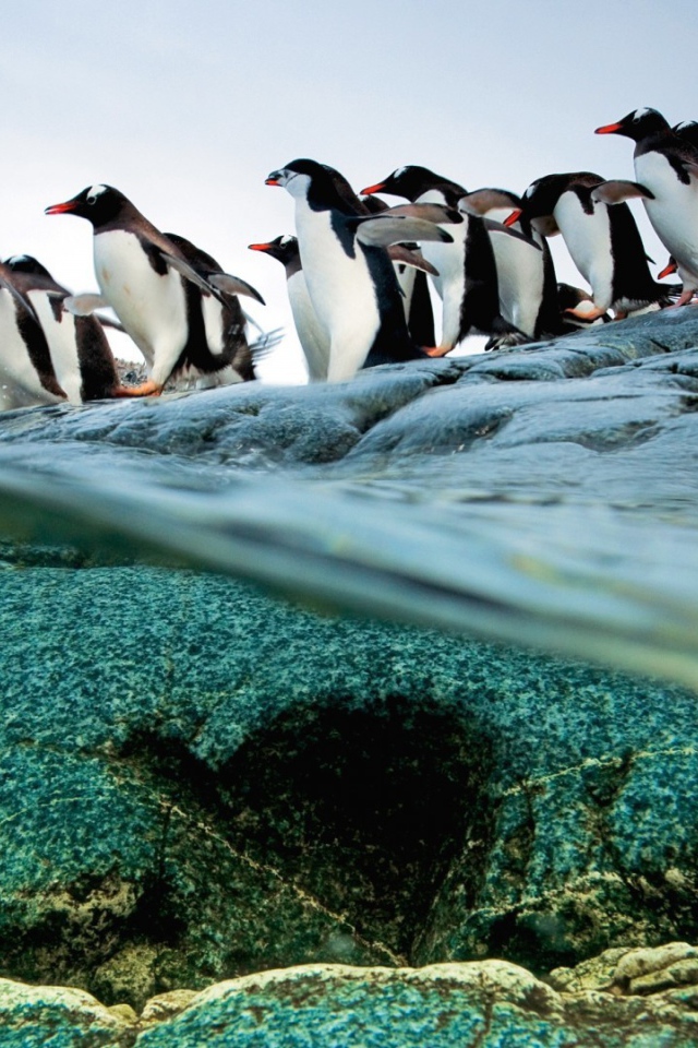 Пингвины идут ровной колонной