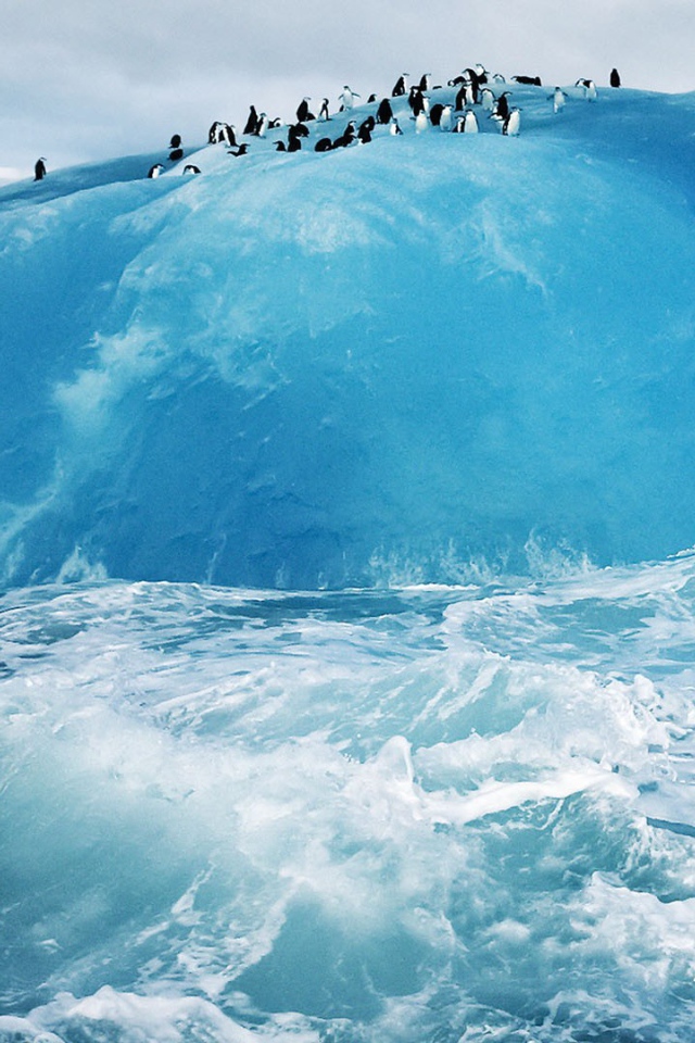 Пингвины на голубом льду айсберга