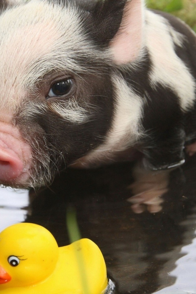 Поросенок и резиновая уточка