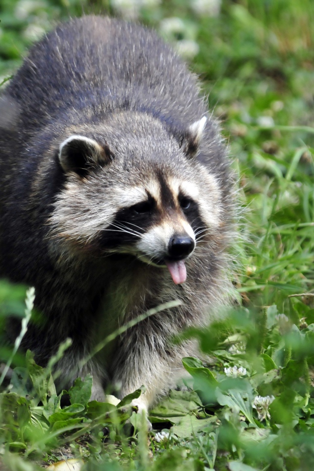 Енот-полоскун идет по зеленой траве
