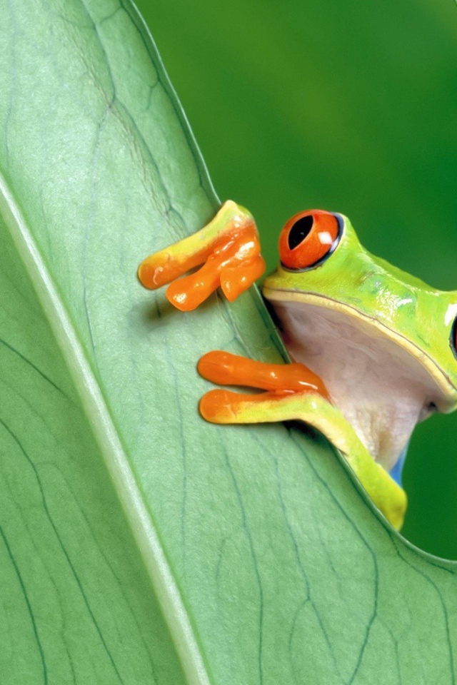 Красноглазая лягушка за зеленым листом