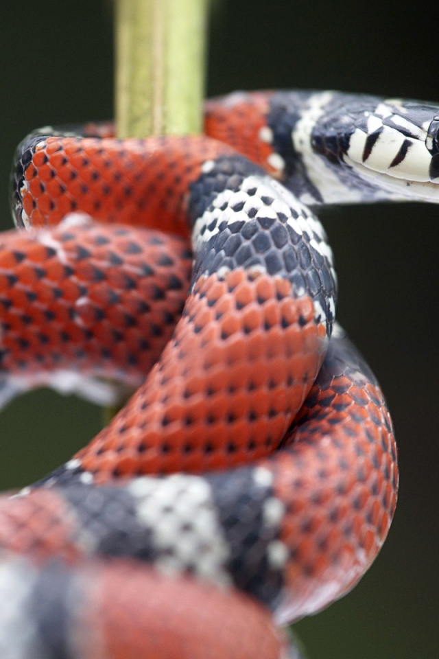 Красно черная змея