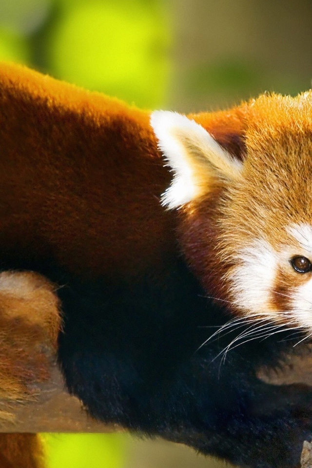 Красная панда лежит на стволе дерева