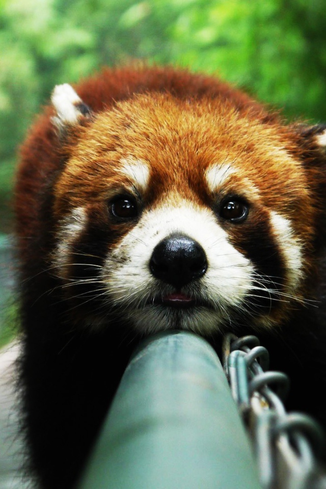 Красная панда на заборе