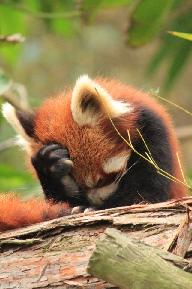Красная панда положила лапку себе на голову
